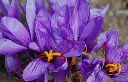 Saffron - The Red Gold of Kashmir That Colors Life with Luxury